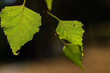 Bright green birch leaves close-up, backlit by sunlight highlighting their veins and texture.
