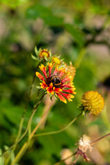 Close-up of a bumblebee collecting nectar on a vibrant red and yellow flower in summer.

