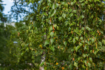 Close-up of birch tree branches with green leaves and hanging brown catkins in a natural setting.
