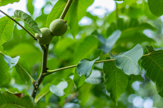 Two green walnuts growing on a tree branch surrounded by large green leaves in summer.