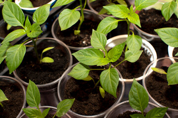 Plant seedlings of  a chili pepper 
