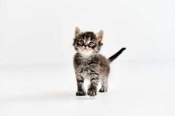 Cute tabby kitten standing on white background