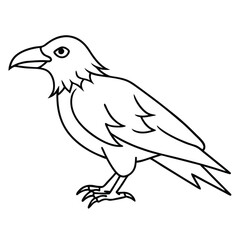 Obraz premium Common Raven illustration white background