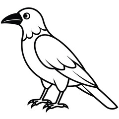 Fototapeta premium Common Raven illustration white background