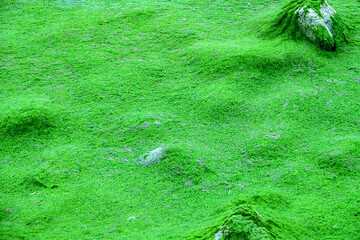 Tongue of shell-sand, sand spit with algae (Cladophora) shore. Winter Lagoon of Azov Sea.
