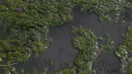 Overhead close-up of algae moving on the surface of water.