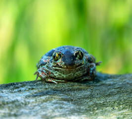Common spadefoot (Pelobates vespertinus Pallas). Face portrait. The valley of the Don River in the middle reaches, a grassy meadow on sandy soil