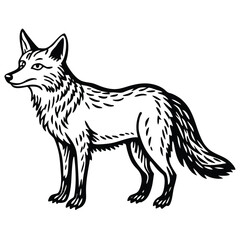 Obraz premium Coyote illustration white background