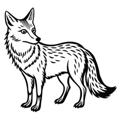 Coyote illustration white background