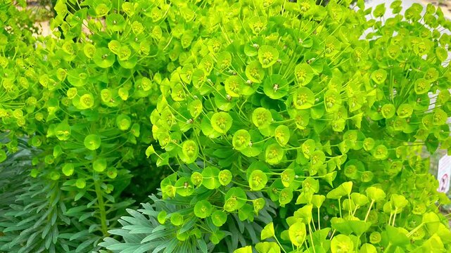 Yellow flowering euphorbia. Medicinal herbs