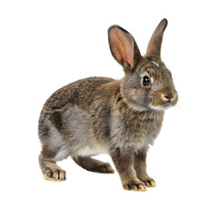 Fototapeta premium A cute brown rabbit standing on a white background, showcasing its fluffy fur and alert expression, ideal for nature themes