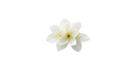 A delicate white flower with yellow accents blooming gracefully against a soft, blurred background, symbolizing purity