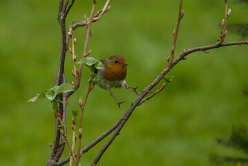 robin on a branch