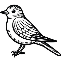 Fototapeta premium Eastern Bluebird illustration white background