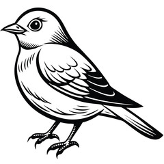 Obraz premium Eastern Bluebird illustration white background