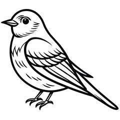 Obraz premium Eastern Bluebird illustration white background