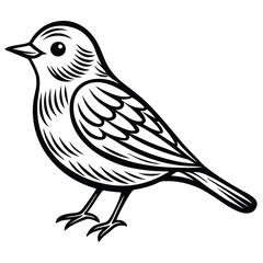 Obraz premium Eastern Bluebird illustration white background