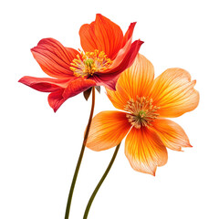 Sampled Red And Orange Flowers  isolated on a transparent background