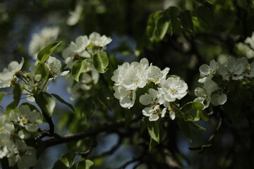 White bloom of a pear tree in the spring sun. Close up. Selective focus, blurred background