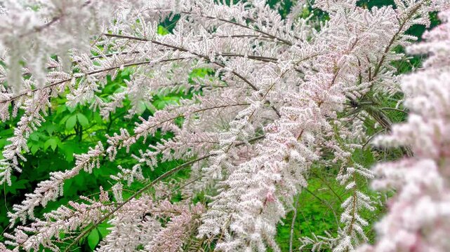 White fluffy flowers of tamarisk