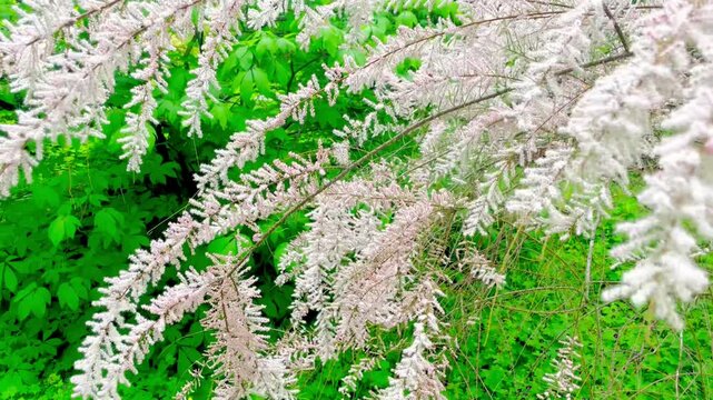 White fluffy flowers of tamarisk