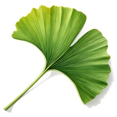 Single Ginkgo Biloba Leaf Isolated on White Background Botanical Illustration