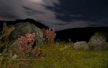 Russia. The South of Western Siberia, the Altai Mountains. Flowering bushes of Ledebur rhododendron among mossy stones in the valley of the Katun River on a moonlit night.