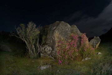 Russia. The South of Western Siberia, the Altai Mountains. Flowering bushes of Ledebur rhododendron...