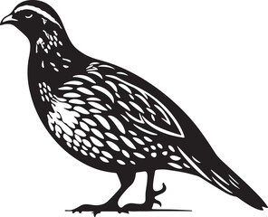 Quail silhouette vector - quail illustration - quail black vector