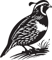 Quail silhouette vector - quail illustration - quail black vector