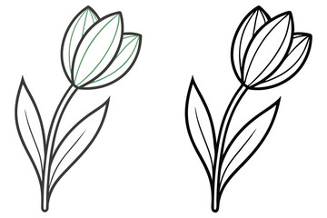 Two tulip line drawings stand side by side, isolated on white background