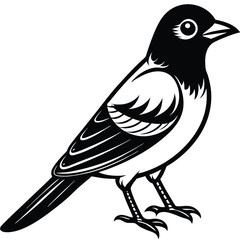 Obraz premium Eurasian Jay illustration white background