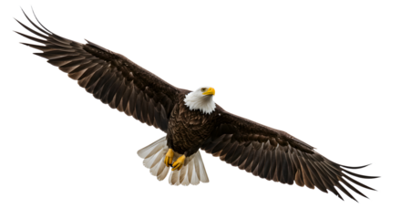 Majestic bald eagle soaring gracefully through a clear blue sky, showcasing its wingspan and natural beauty in flight