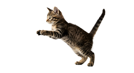 Playful tabby kitten leaping joyfully in a bright, uncluttered environment, showcasing its agility and curiosity