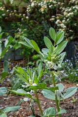 Young broad bean plants blossoming with white and black flowers in garden