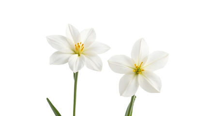 Two elegant white lilies in full bloom, showcasing delicate petals and vibrant yellow stamens against a clean background