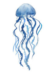 Watercolor blue jellyfish illustration with flowing tentacles on transparent background.
