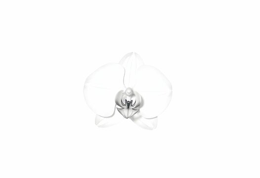 white orchid flower isolated on white background clip art preview