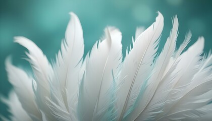 A close-up view of pristine white feathers against a soft, blurred, teal background.