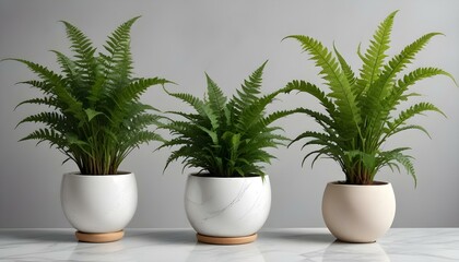 Three flourishing ferns in white pots create a natural, elegant arrangement against a neutral backdrop.