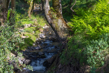 Fototapeta premium Small river flowing through tapada nacional de mafra in portugal