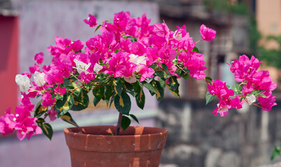Beautiful pink and white variegated blooms of bougainvillea in summer. Bougainvillea is popular low maintenance ornamental vine, named after french explorer Louis Antoine de Bougainville.