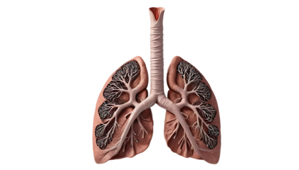 Detailed anatomical depiction of the human lungs, highlighting the complexities of the respiratory system.