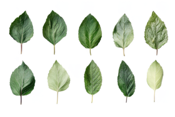 Ten isolated leaves arranged in two rows against a black background showing leaf variations