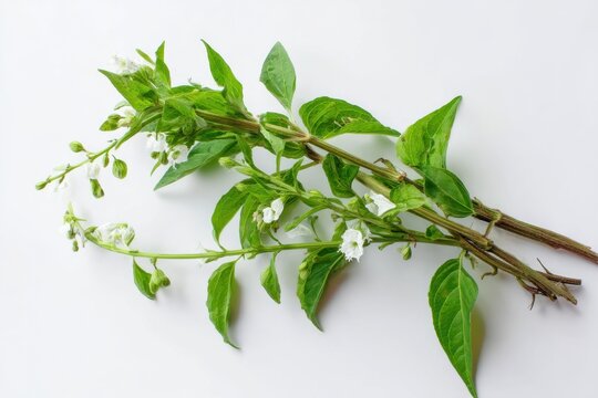 Andrographis Paniculata Herb Against a Bright White Backdrop: A Wild Asian Remedy for Natural Wellness