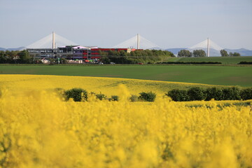 rapeseed field in scotland