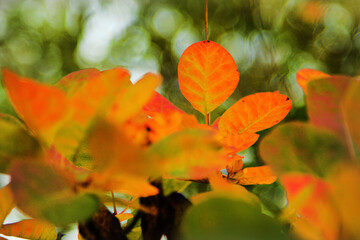 red autumn leaves, Cotinus coggygria, smoketree, smokebush