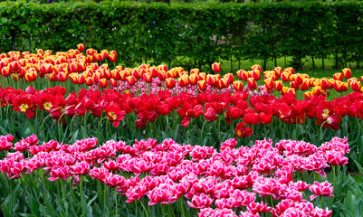 beautiful tulips in the park