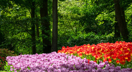 many beautiful tulips in the park