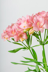 Obraz premium pink alstroemeria flower, Lily of the Incas, in vase on isolated white background